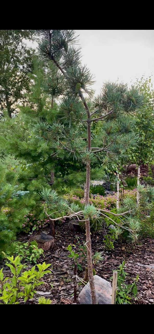 Pinus sylvestris 'Bonna'
