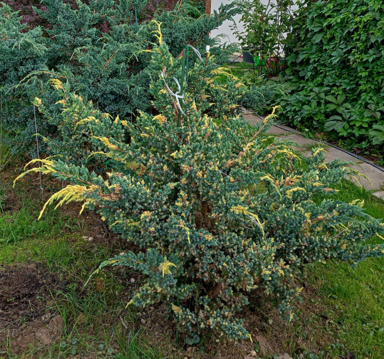 Juniperus squamata 'Golden Flame'