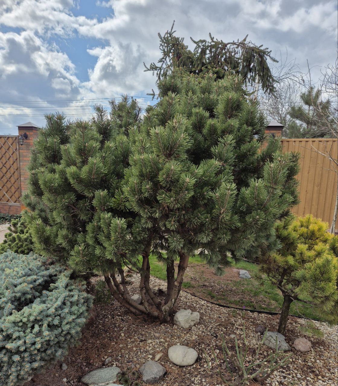 Pinus mugo 'Gnom'