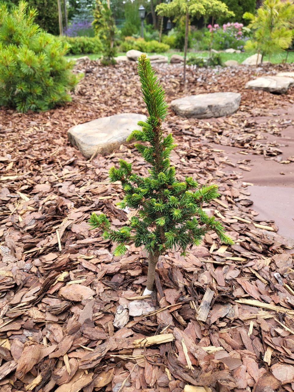 Picea abies ‘Valentins’