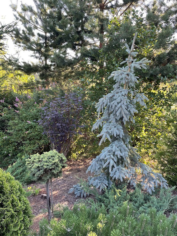 Picea pungens 'The Blues'