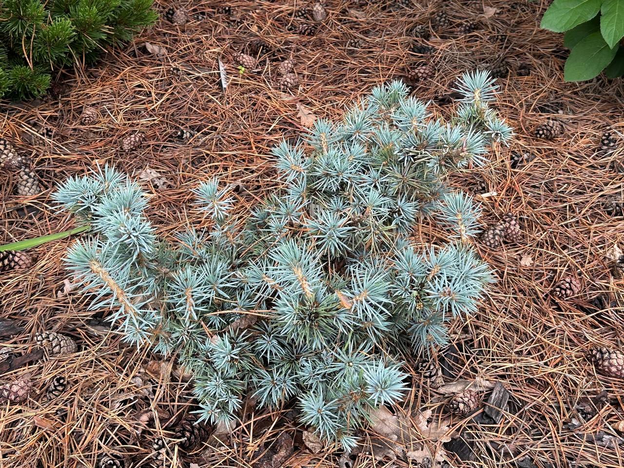 Picea pungens ‘Mecky’