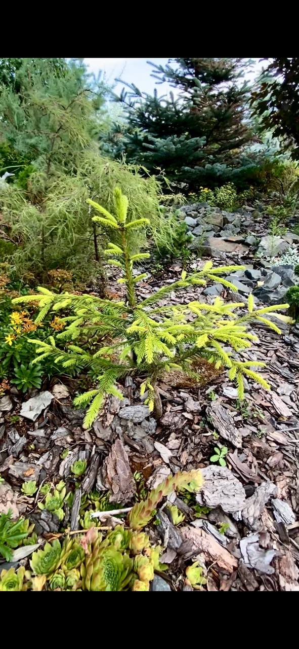 Picea abies 'Snegurochka'