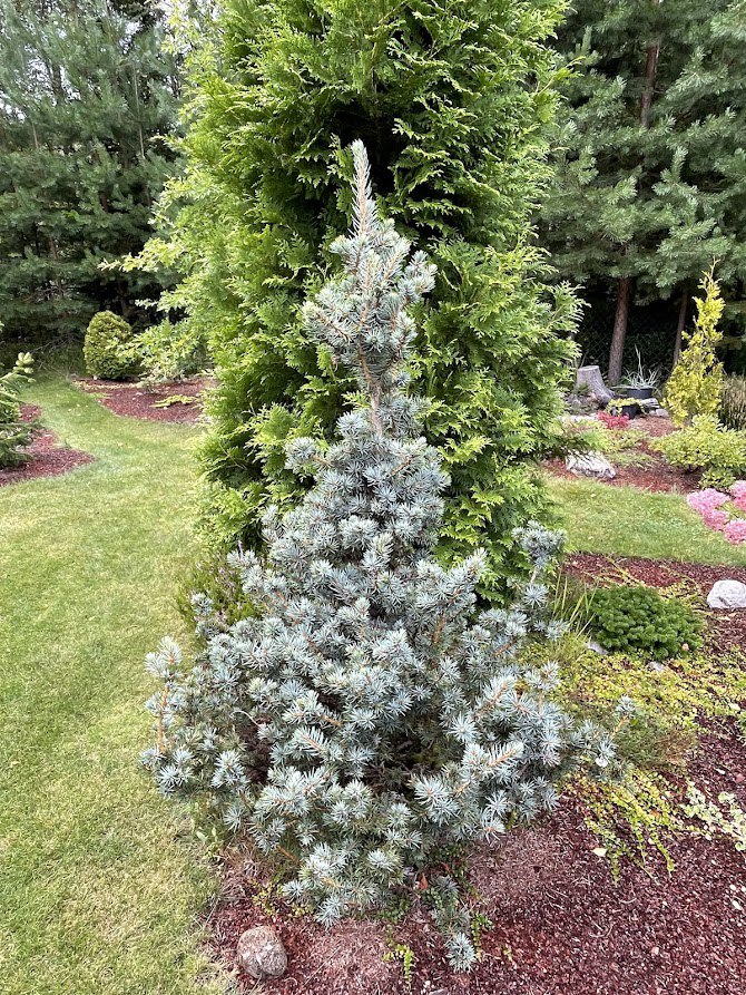 Picea pungens ‘Mecky’
