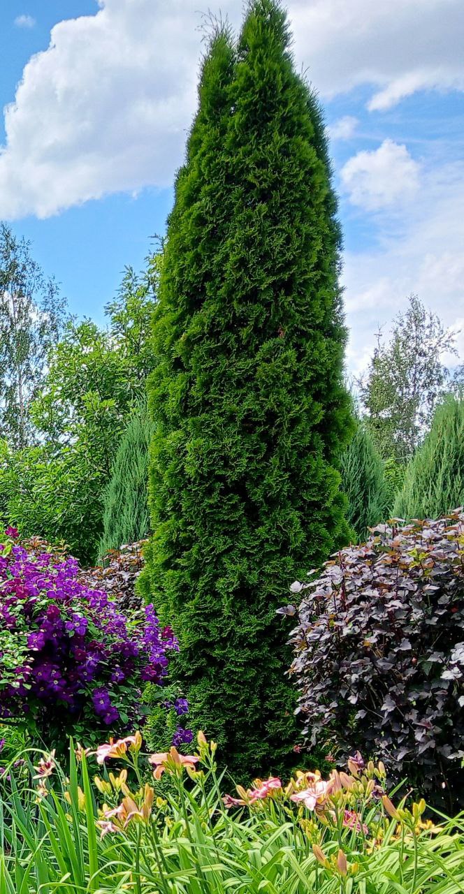 Thuja occidentalis 'Smaragd'