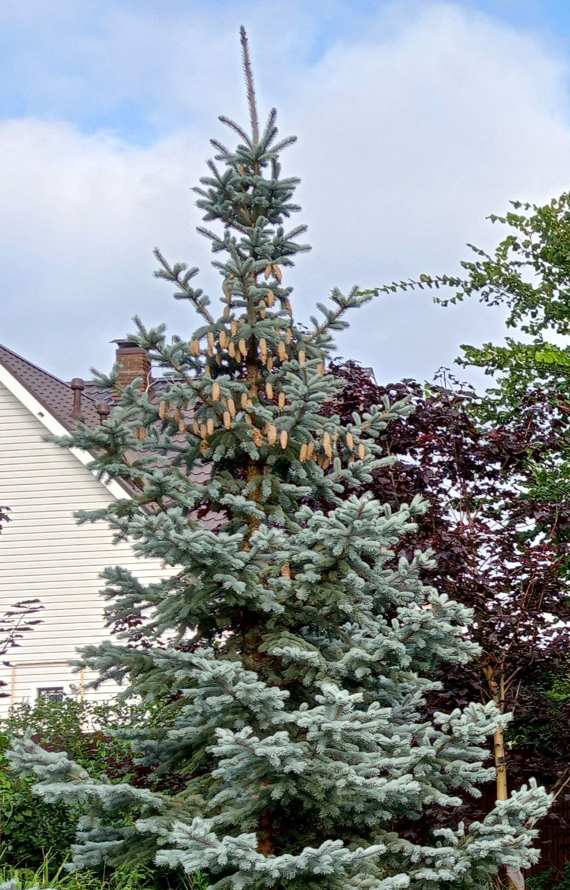 Picea pungens 'Hoopsii'