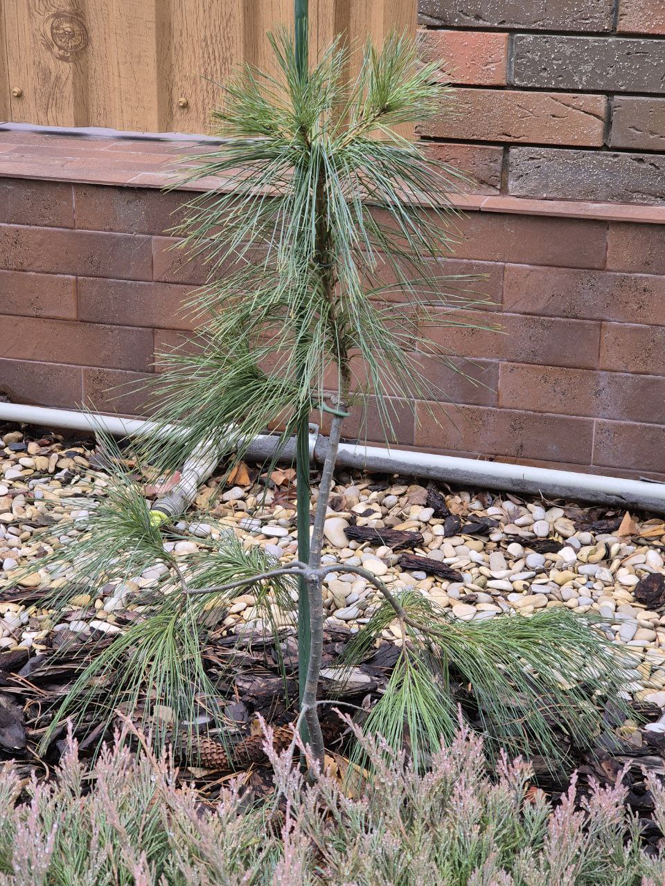 Pinus schwerinii 'Filip's Avalanche Falls'