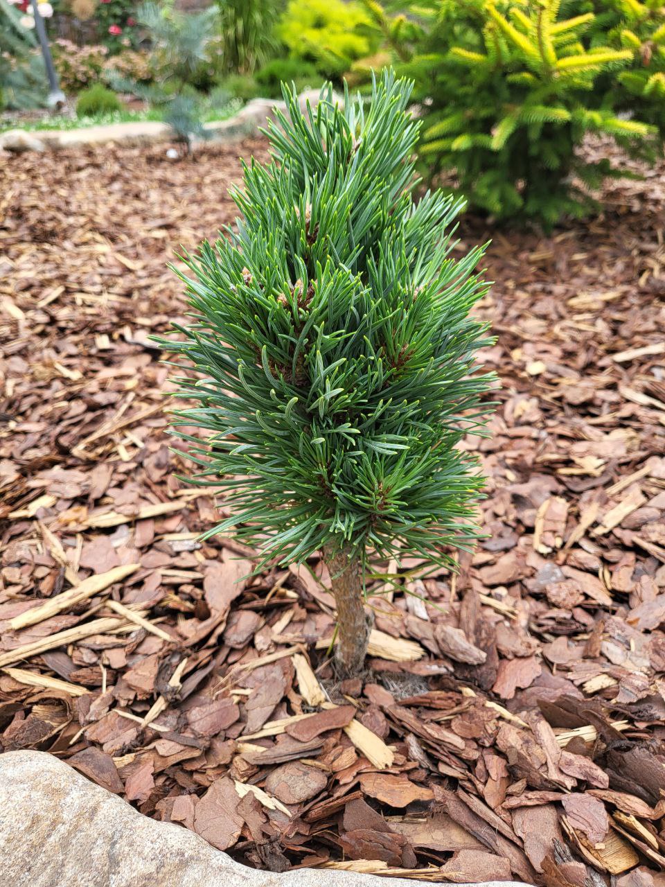 Pinus sylvestris ‘Bailey's Upright’