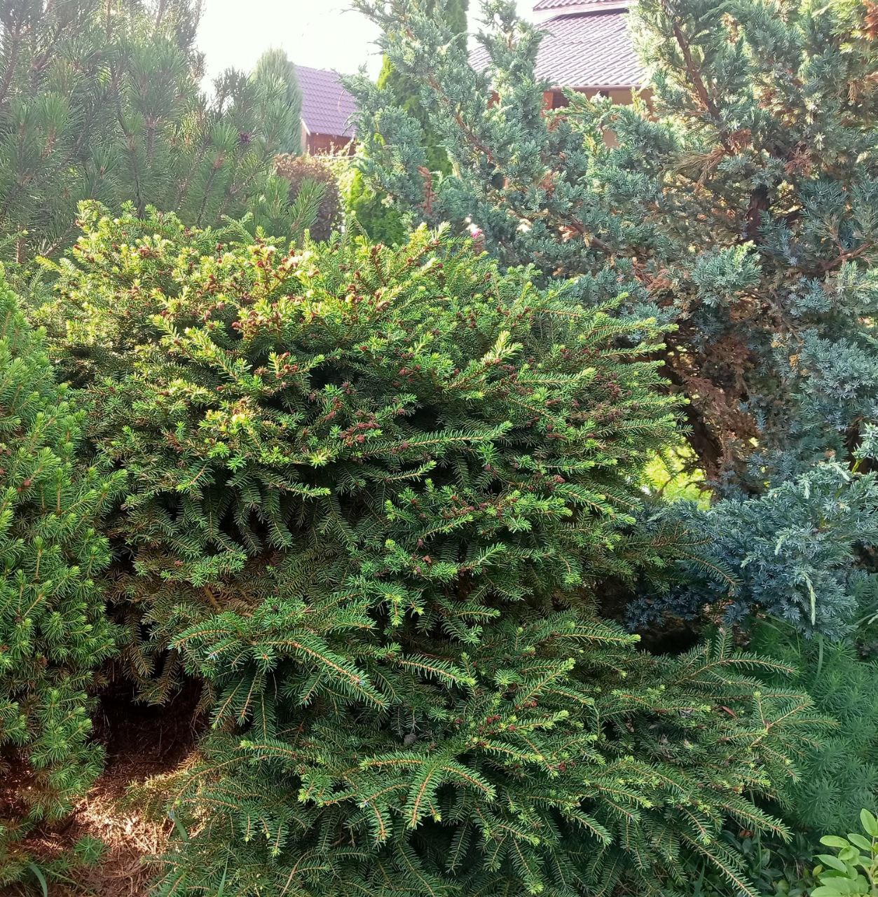 Picea abies 'Nidiformis'