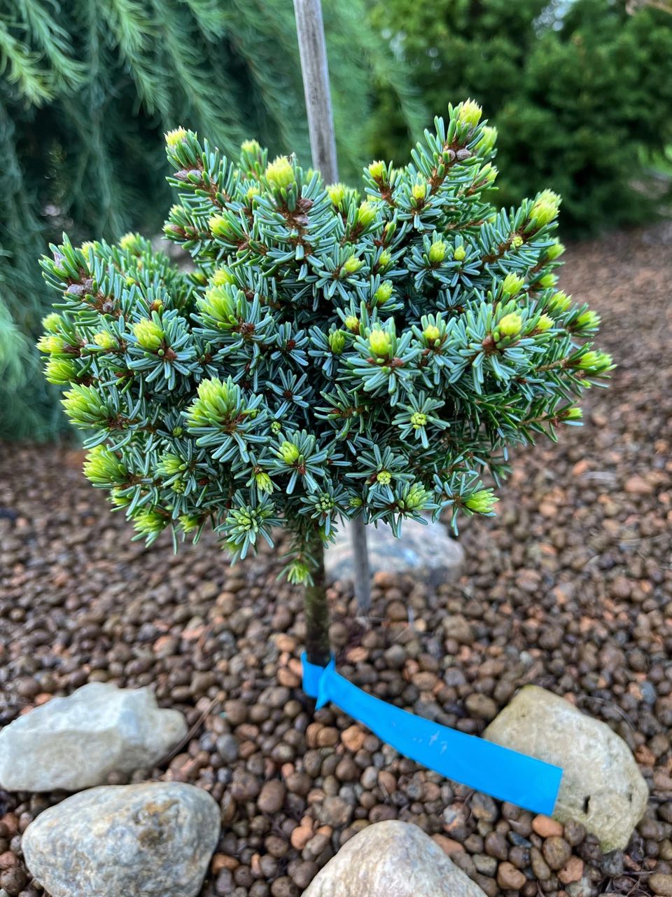 Picea omorika 'Rosita'