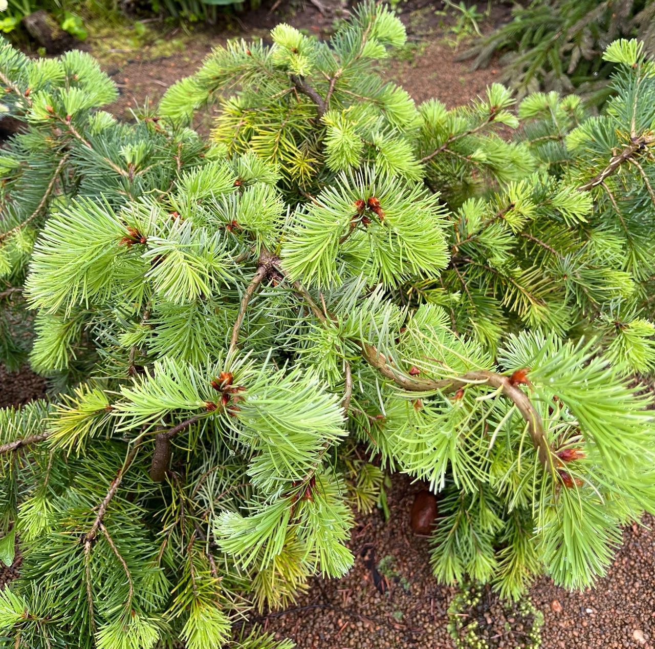 Pseudotsuga menziesii ‘Leenderheide’