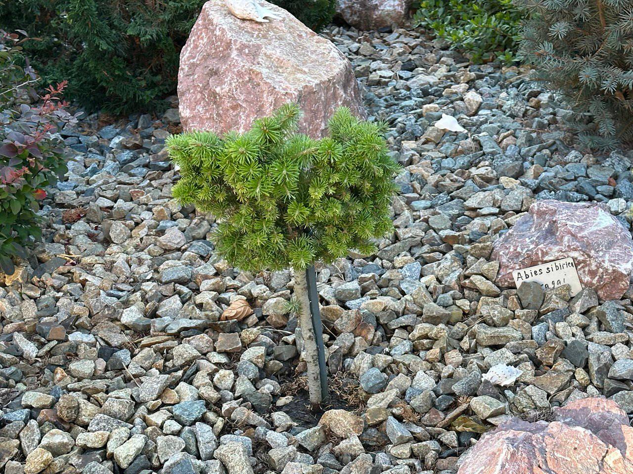 Abies sibirica ‘Karagay’