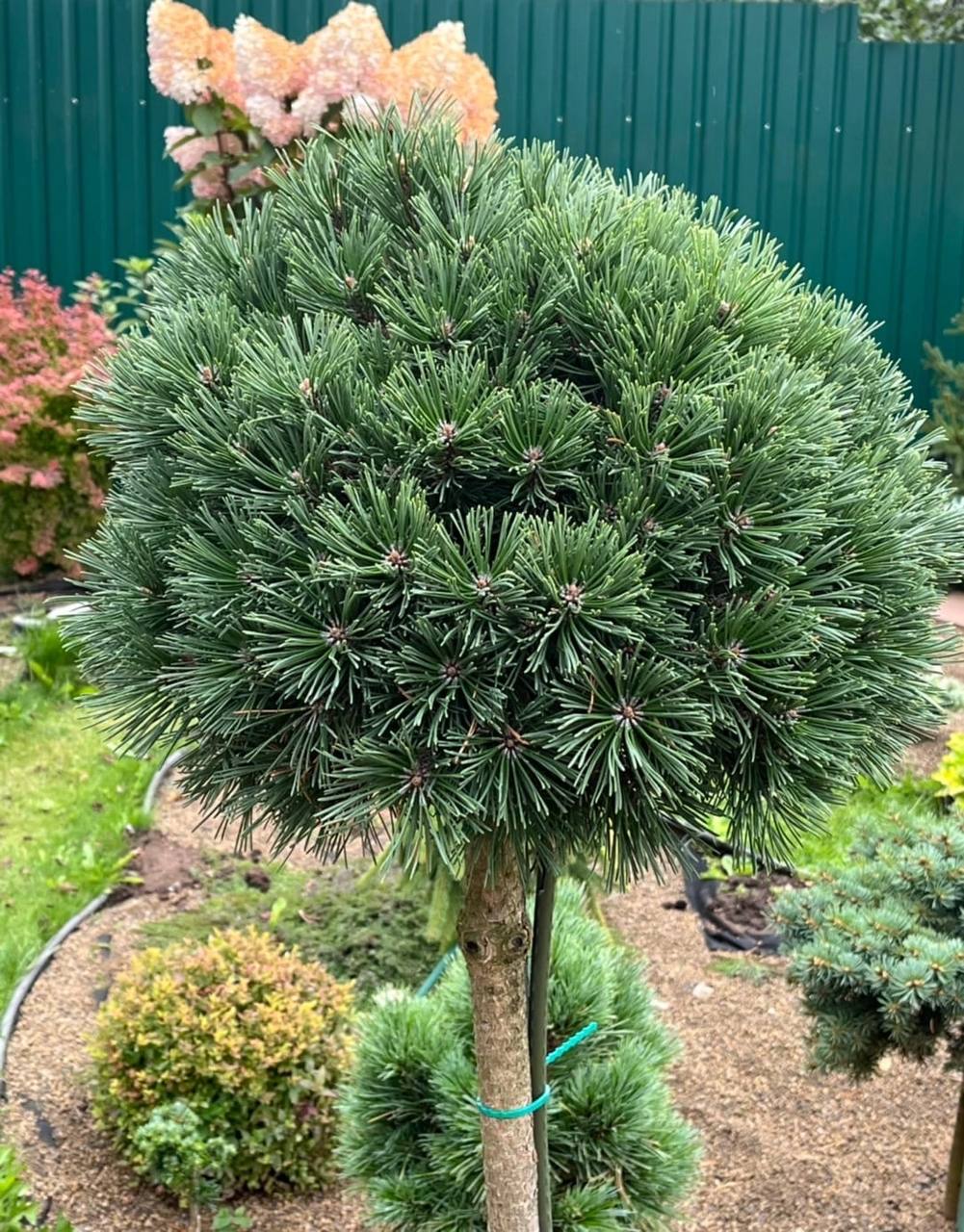 Pinus mugo ‘Koruna’