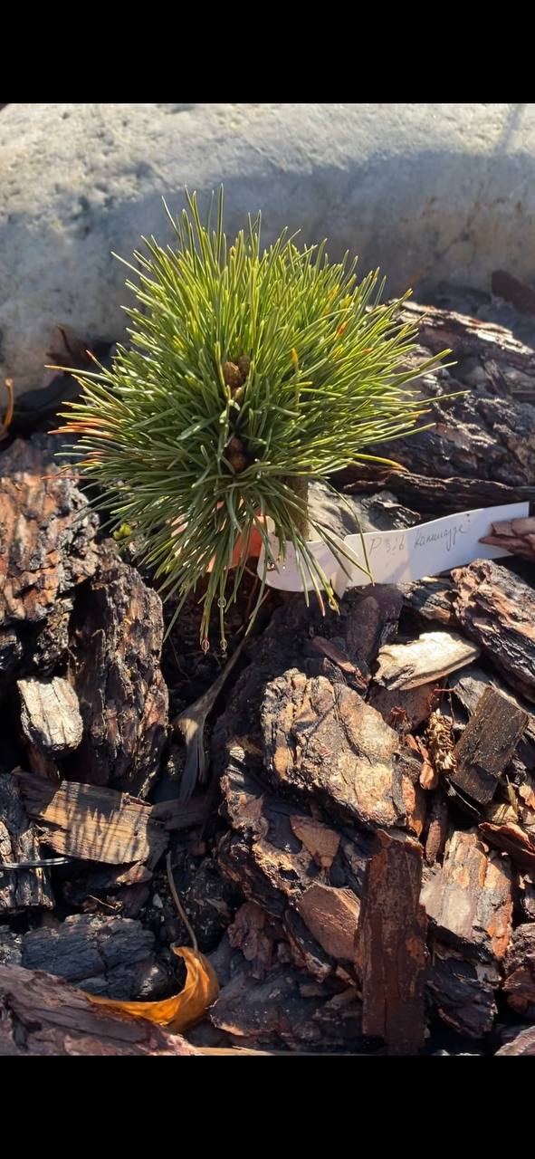 Pinus sibirica 'Камикадзе'