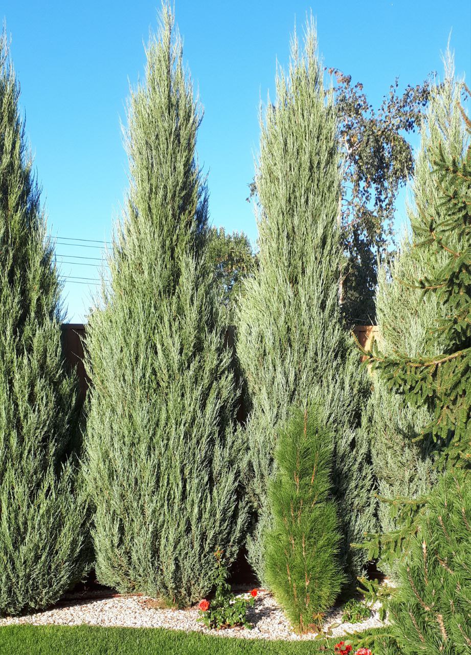 Juniperus scopulorum 'Blue Arrow'