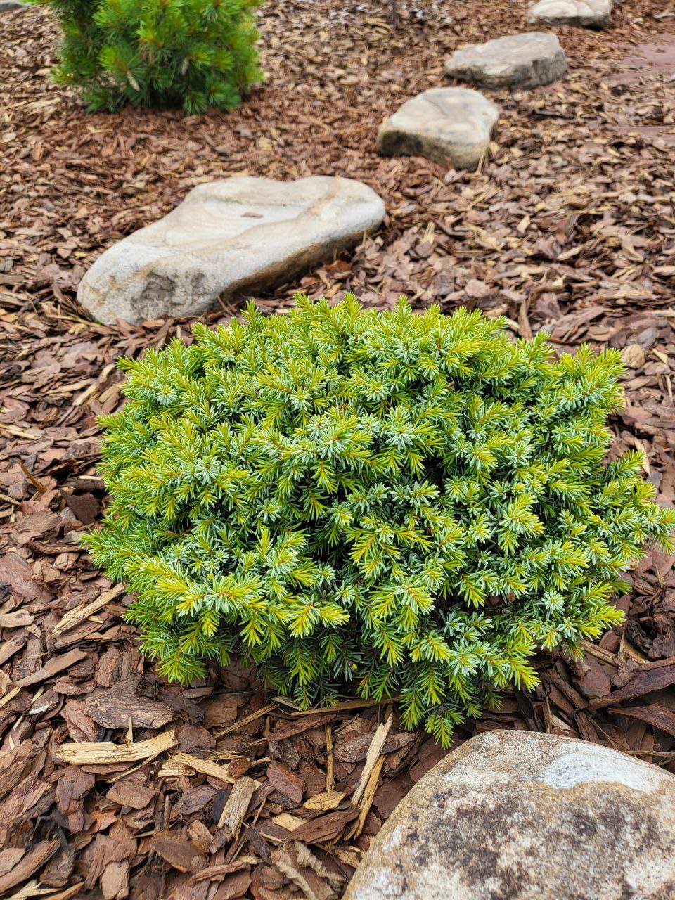 Picea omorika ‘Frondenberg’