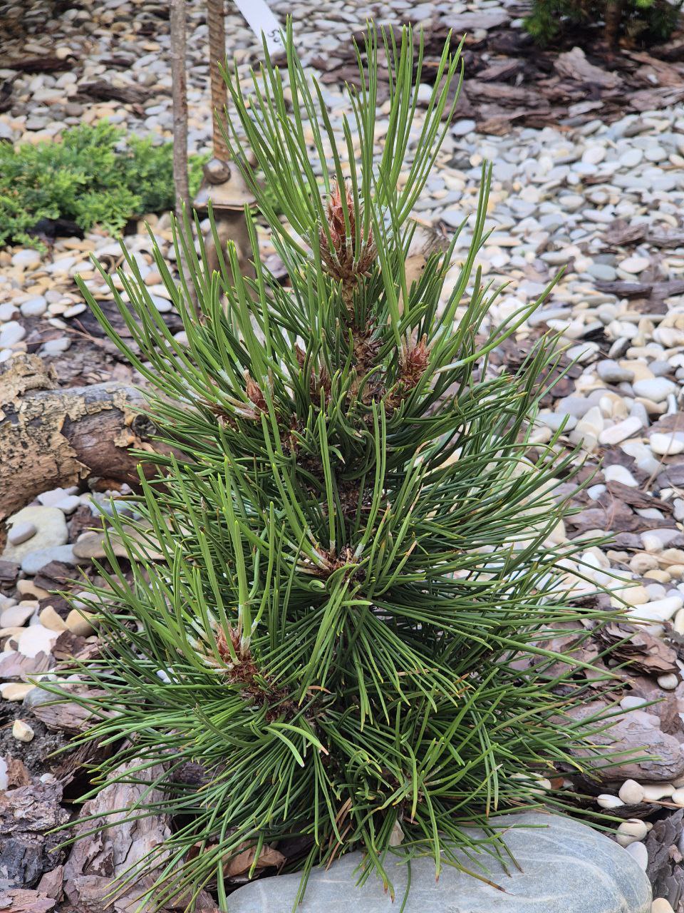 Pinus heldreichii / leucodermis Atze