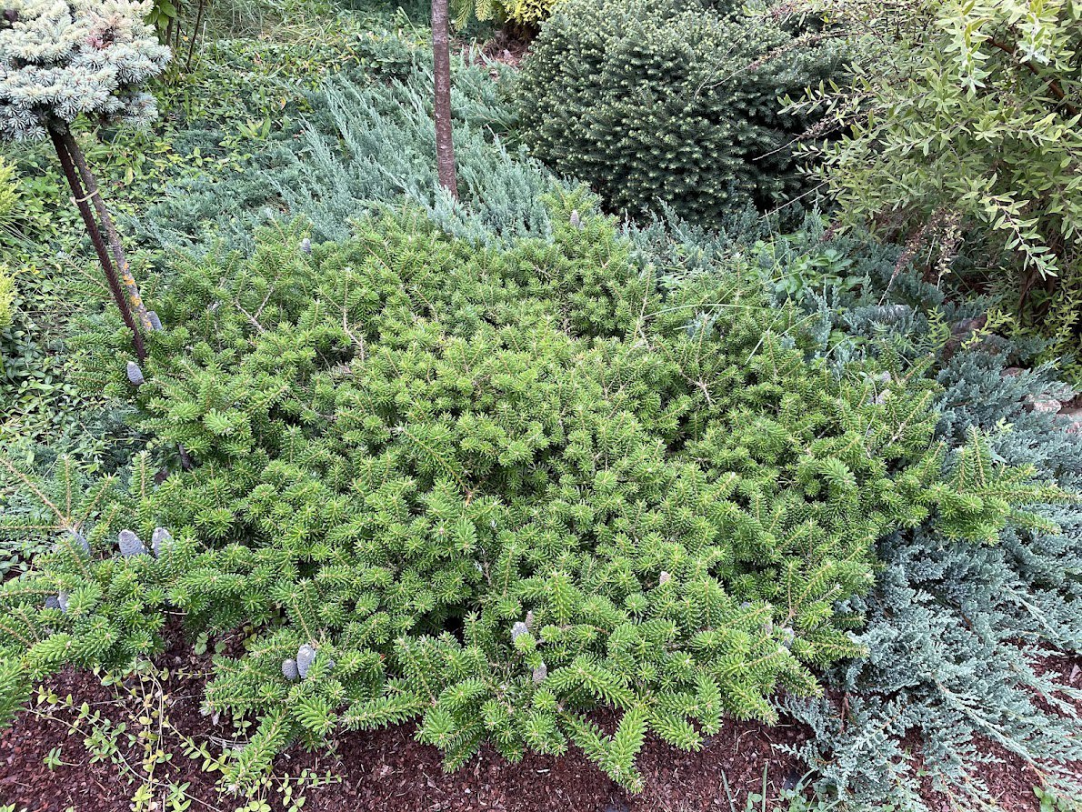 Abies koreana ‘Green Carpet’