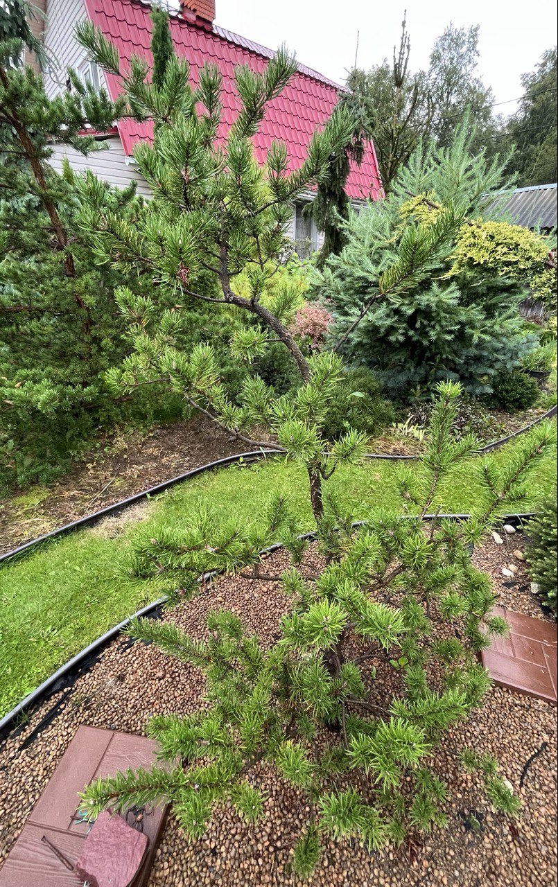 Pinus banksiana ‘Arktis’
