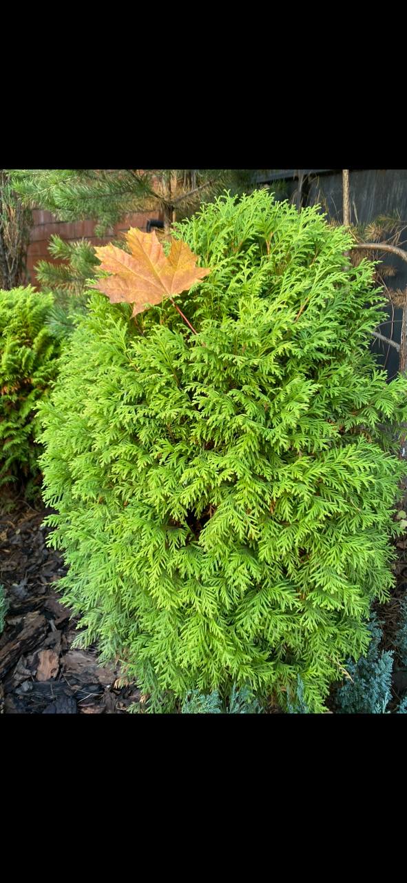 Thuja occidentalis ‘Little Boy’
