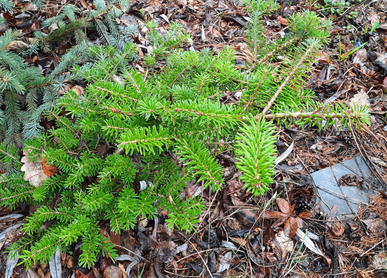 Abies koreana 'Fliegende Untertasse'