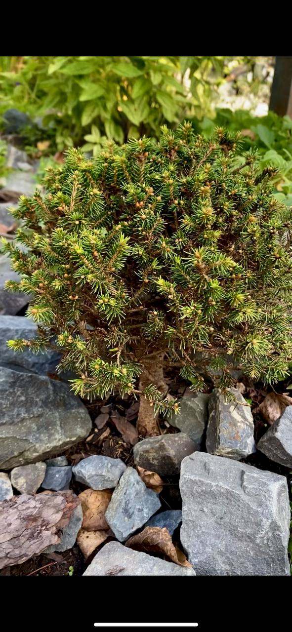 Picea abies 'Kral'