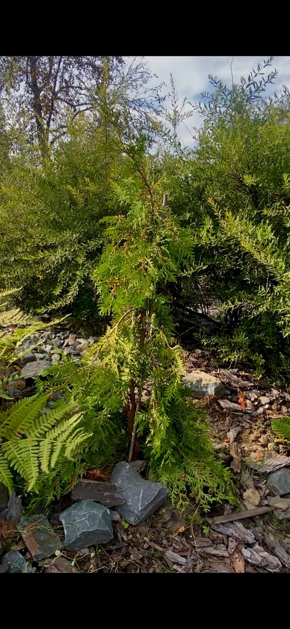 Thuja occidentalis 'Pendula' (Nekrolog)