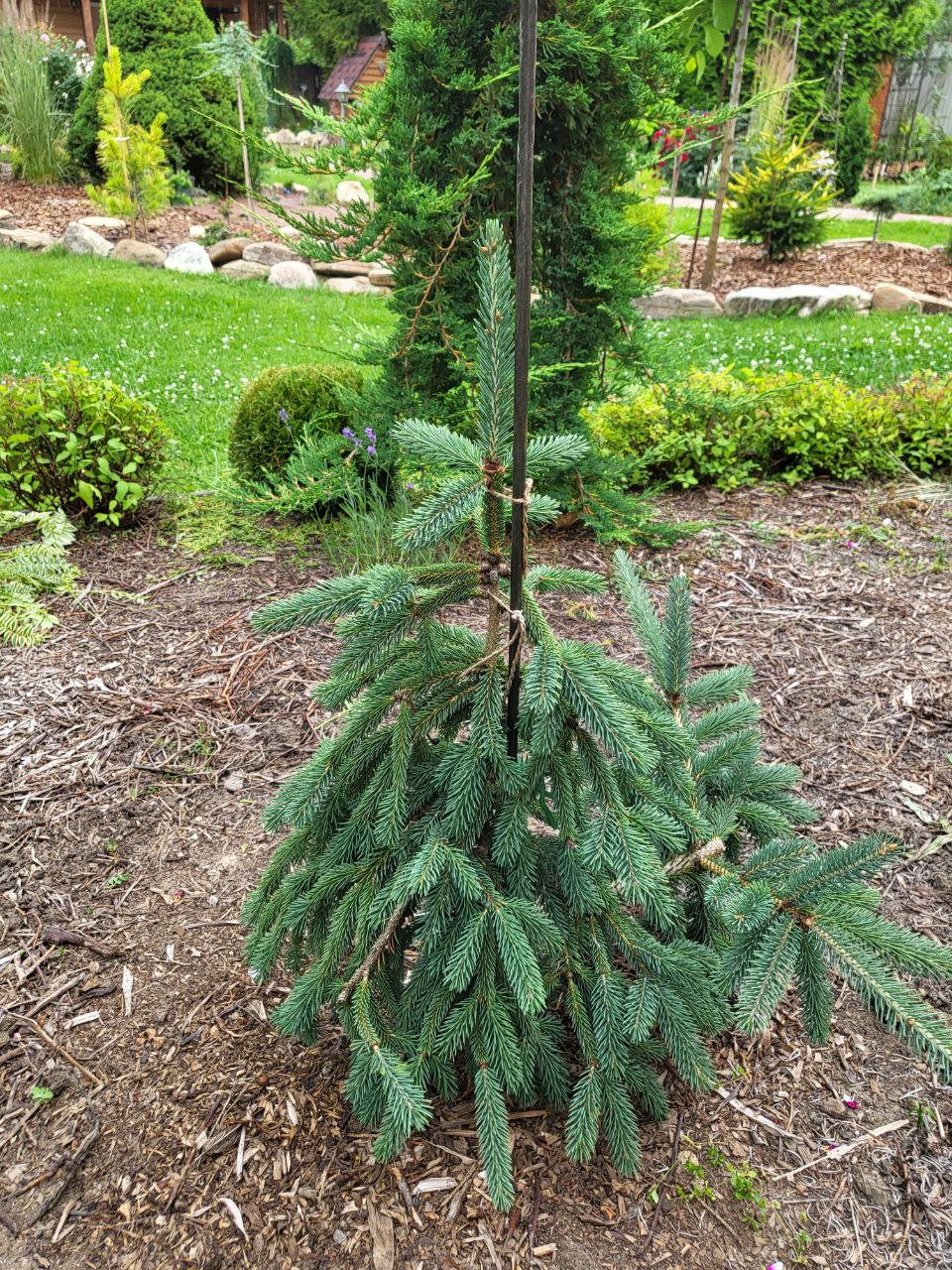 Picea glauca ‘Ketch Harbor’
