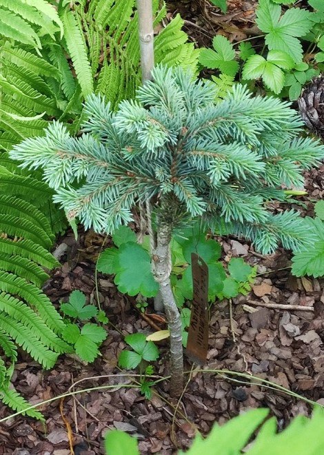 Picea engelmannii 'Tiny Squaw'