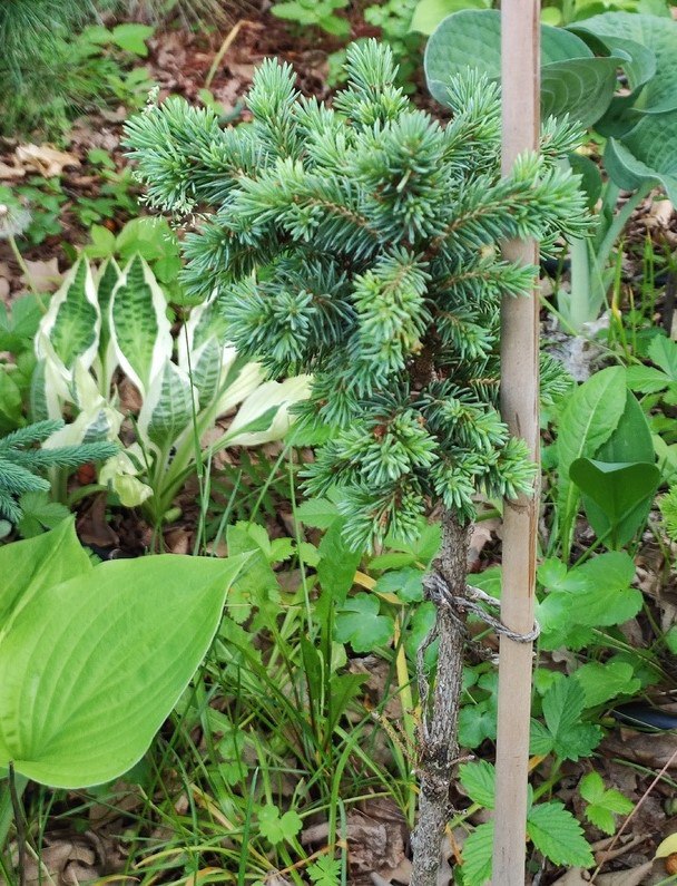 Picea engelmannii 'Pocahontas'