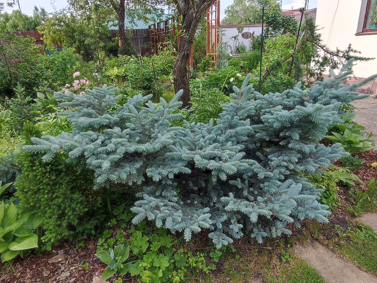 Picea pungens 'Glauca Globosa'