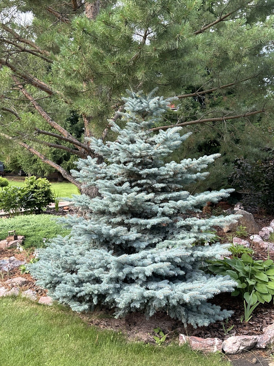 Picea pungens ‘Glauca Globosa’