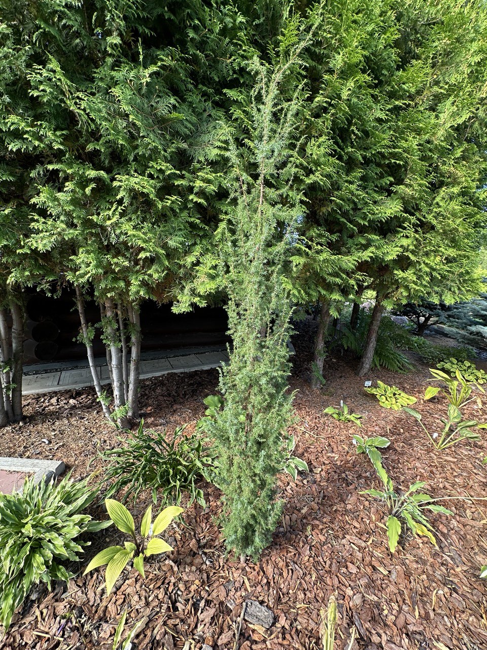 Juniperus communis ‘Carandache’  Можжевельник обыкновенный Карандаш