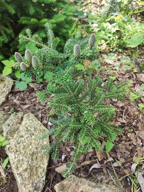 Abies koreana 'Brevifolia'