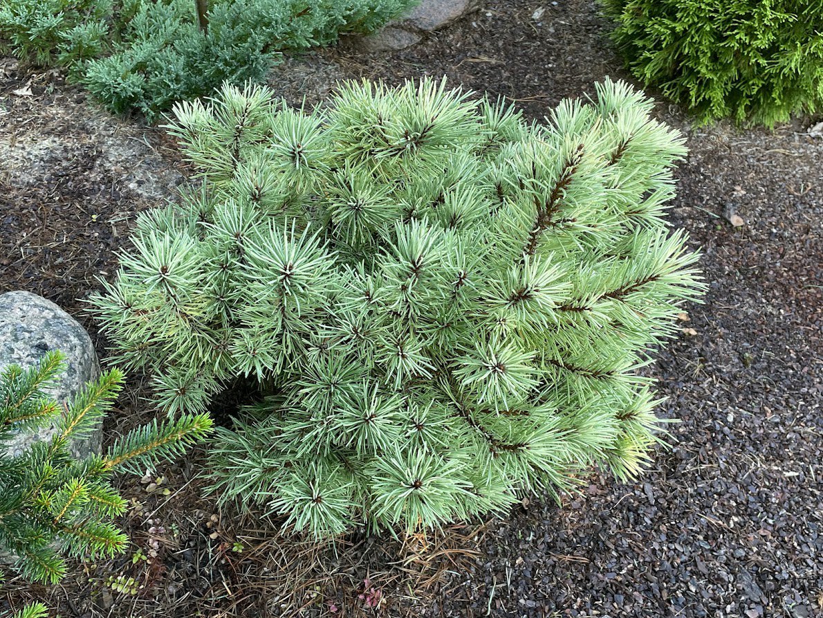 Pinus mugo ‘Milky Way’