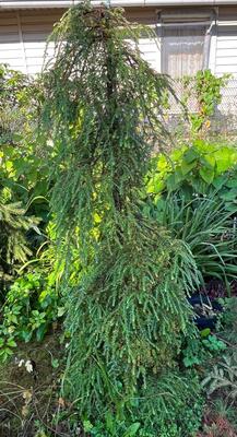 Tsuga canadensis ‘Ashfield Weeper’