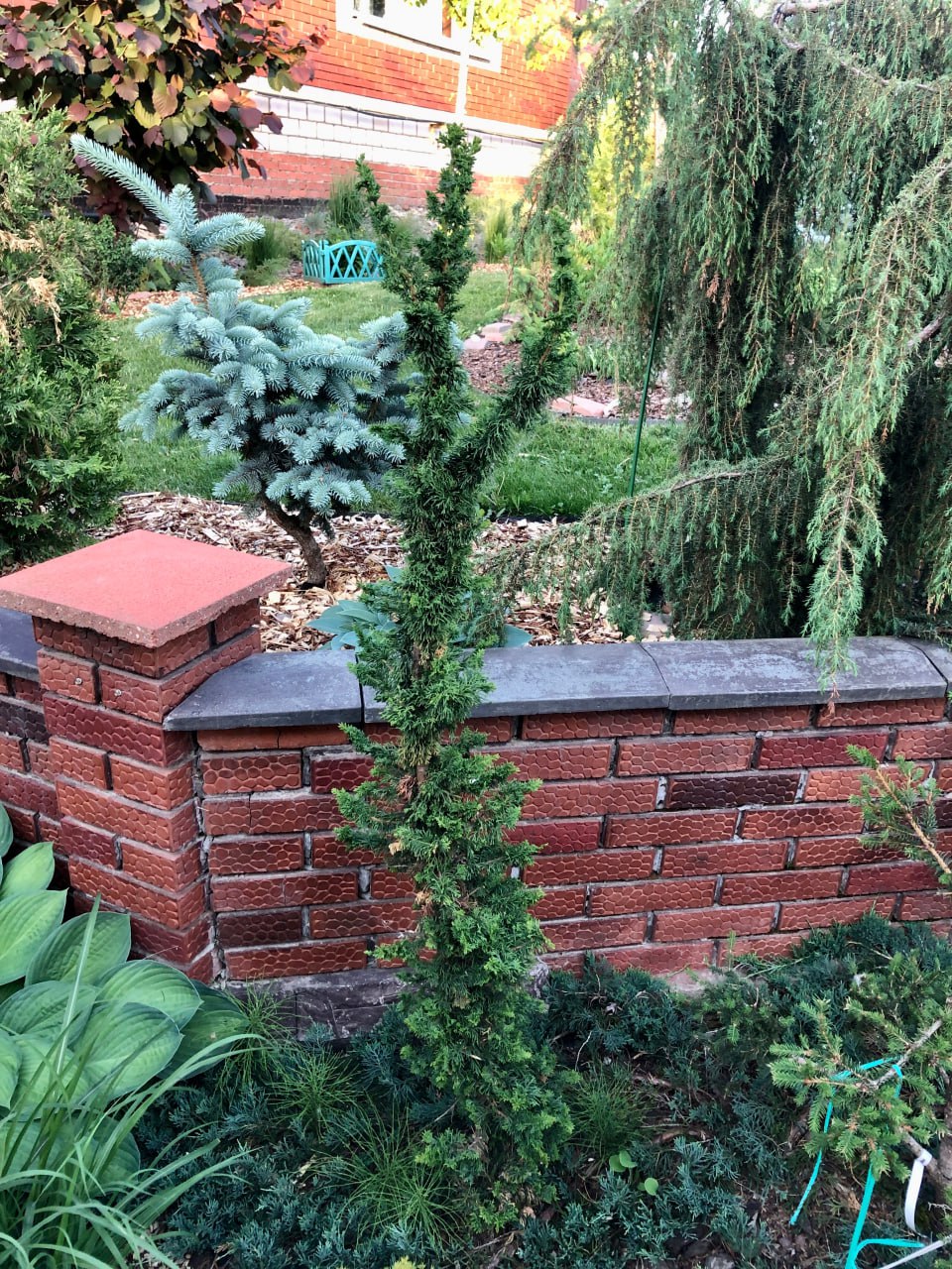 Thuja occidentalis 'Malonyana Holub'