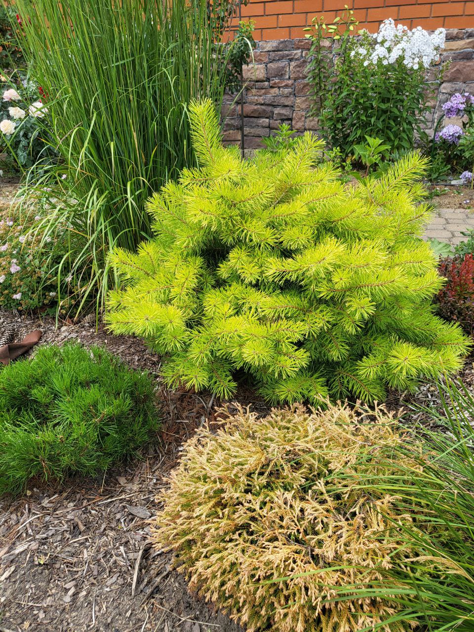 Pinus sylvestris ‘Trollguld’