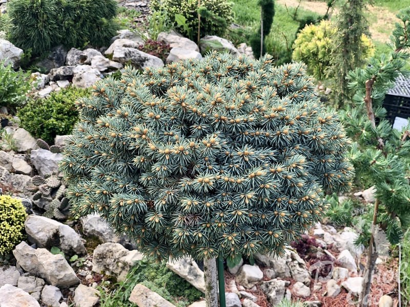 Picea pungens 'Blue Ball'
