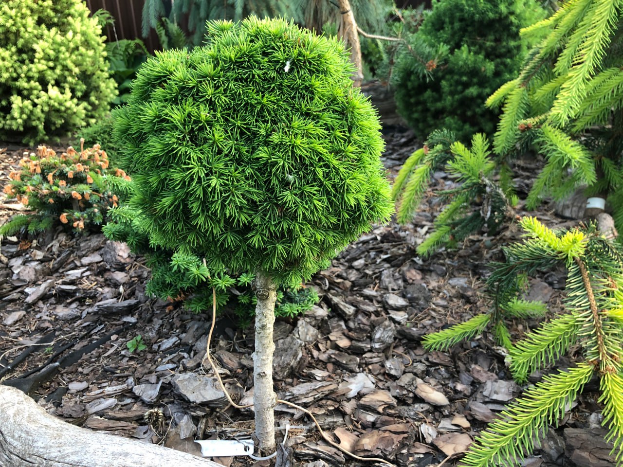 Picea abies ‘Jana’