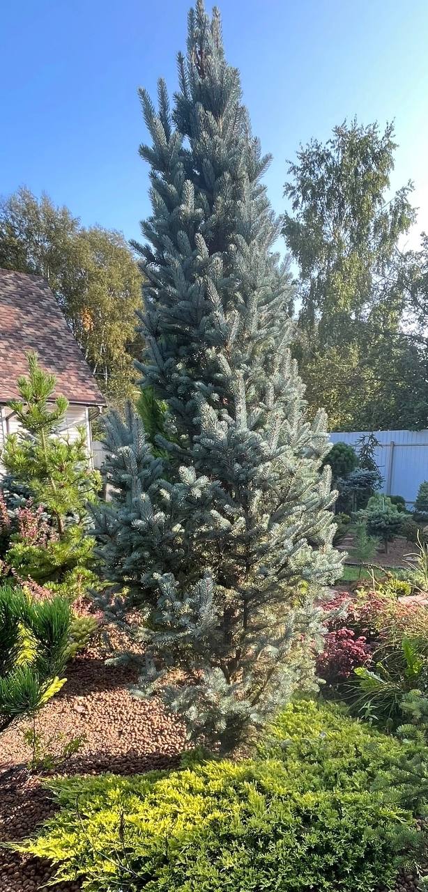 Picea pungens ‘Blue Totem’
