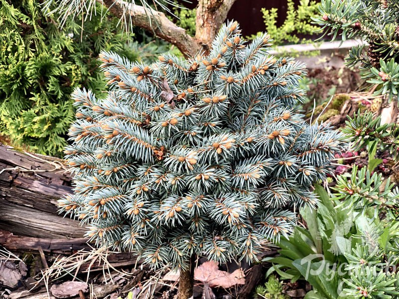 Picea pungens 'Blue Pearl'