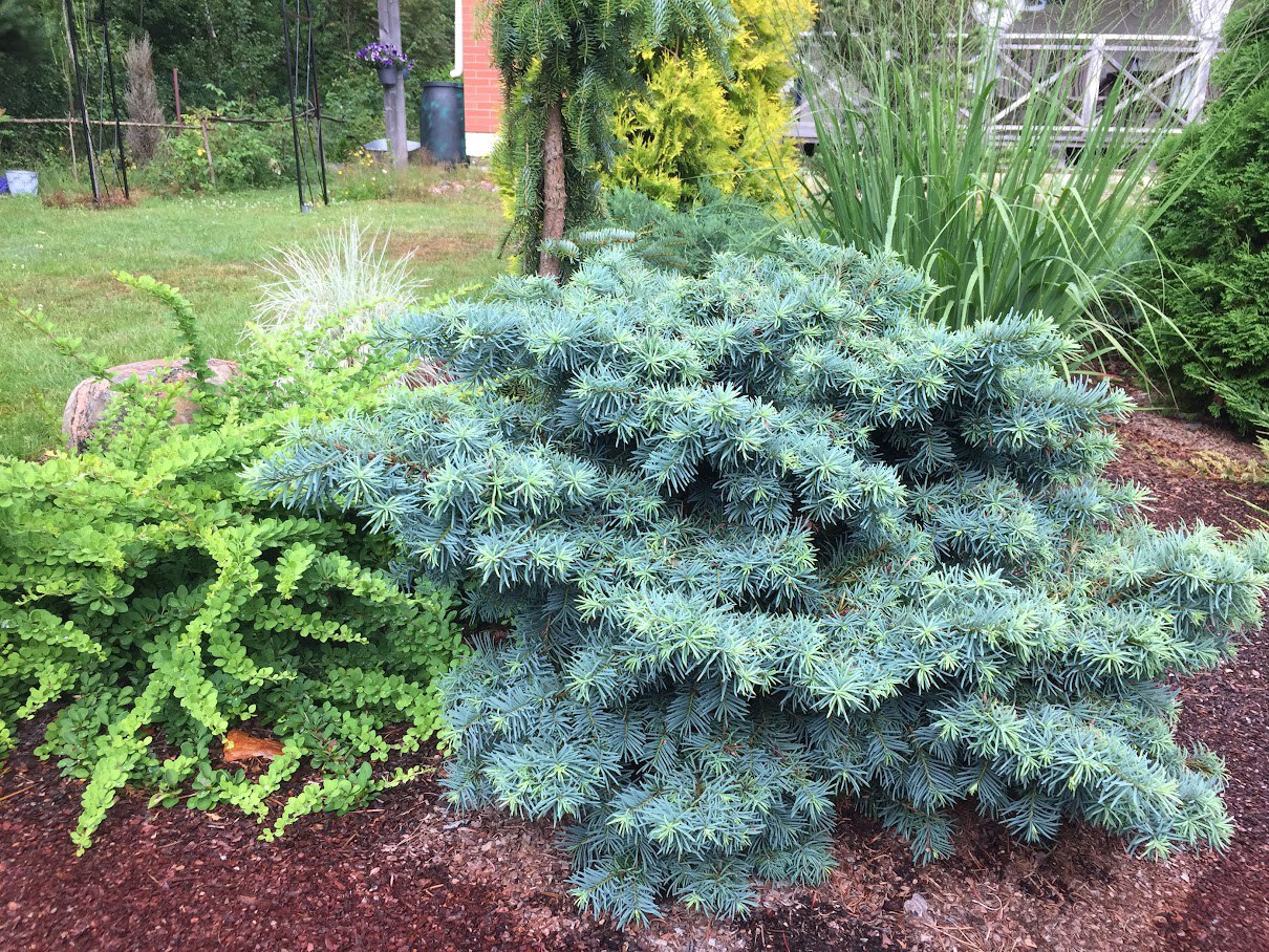 Pseudotsuga menziesii ‘Fletcheri’
