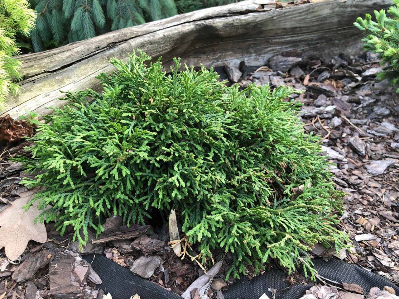 Thuja occidentalis 'Caespitosa'