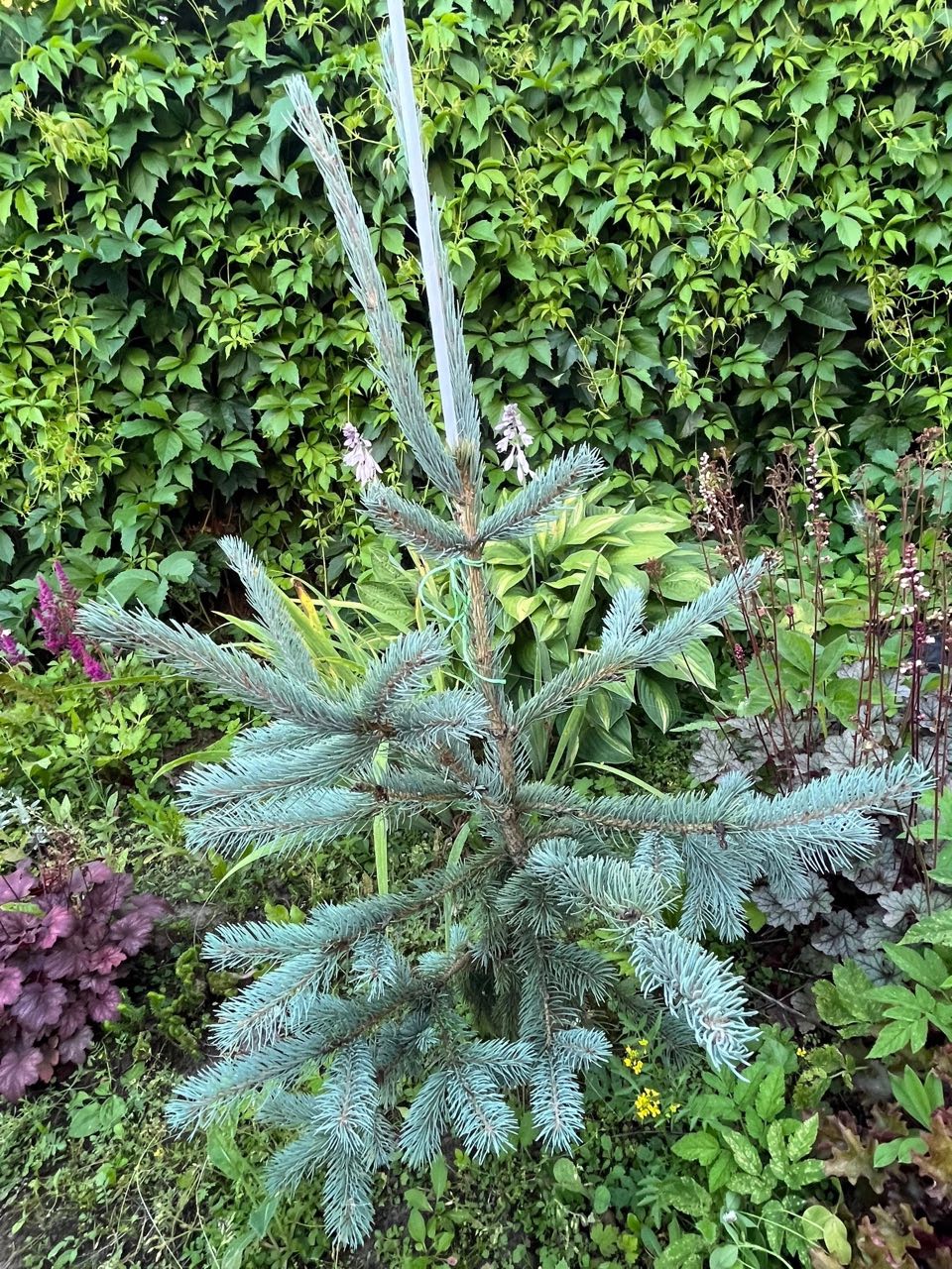 Picea engelmannii ‘WB Snake’