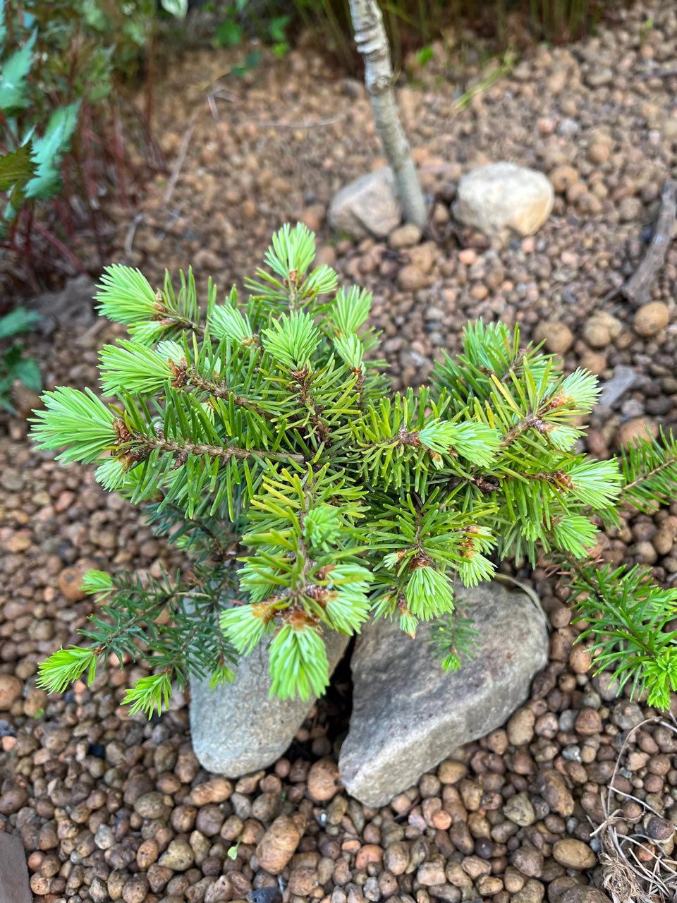 Pseudotsuga menziesii ‘Sasha’