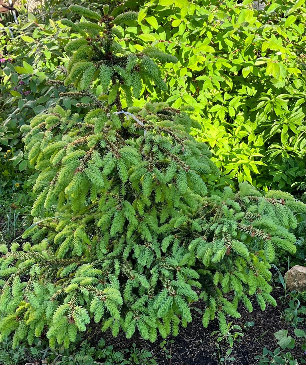 Picea abies ‘Acrocona Golden’ (Acrocona KBN Yellow)