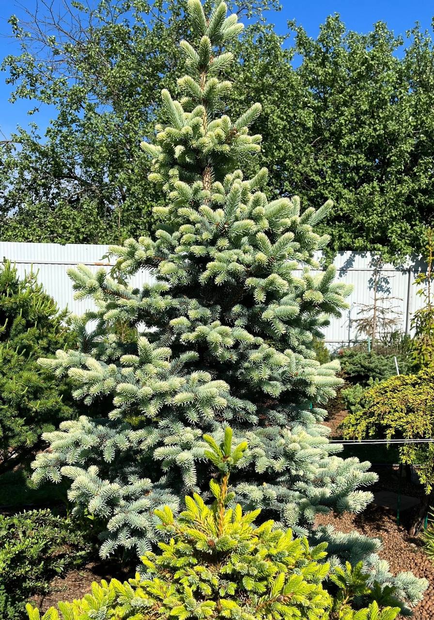 Picea pungens ‘Nimetz’