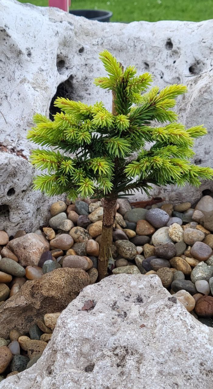 Picea abies ‘Vanek’
