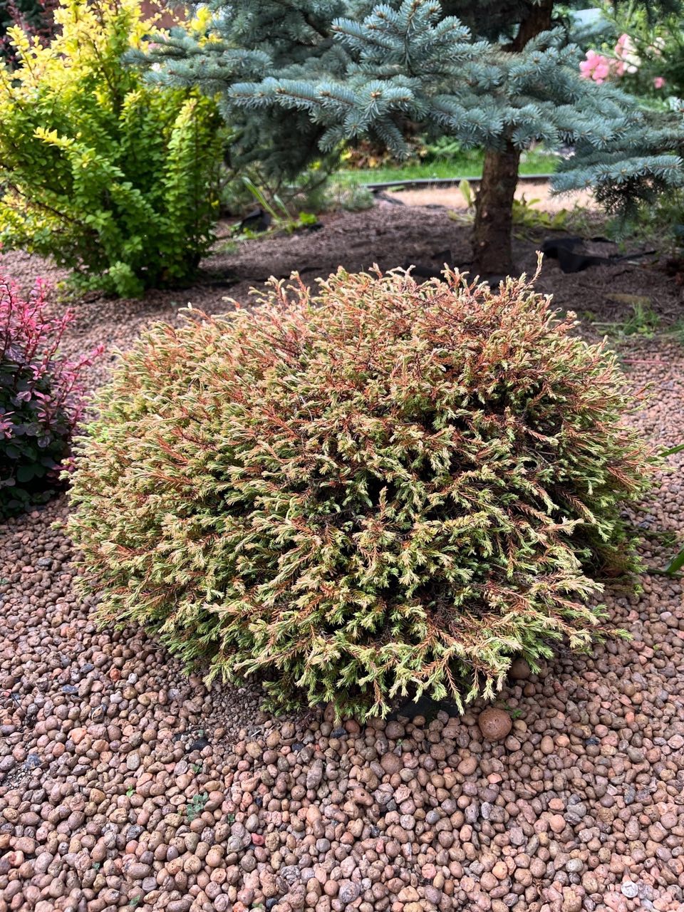 Thuja occidentalis ‘Golden Tuffet’